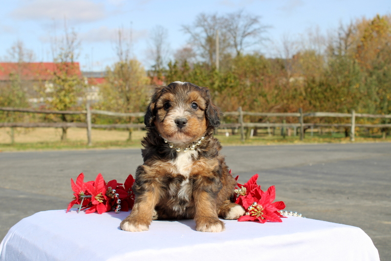 puppy, for, sale, Mini Bernedoodle F2, Matthew B. Stoltzfus, dog, breeder, Gap, PA, dog-breeder, puppy-for-sale, forsale, nearby, find, puppyfind, locator, puppylocator, aca